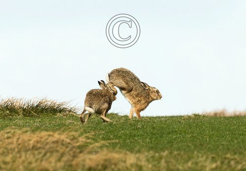    Brown Hares DM2033